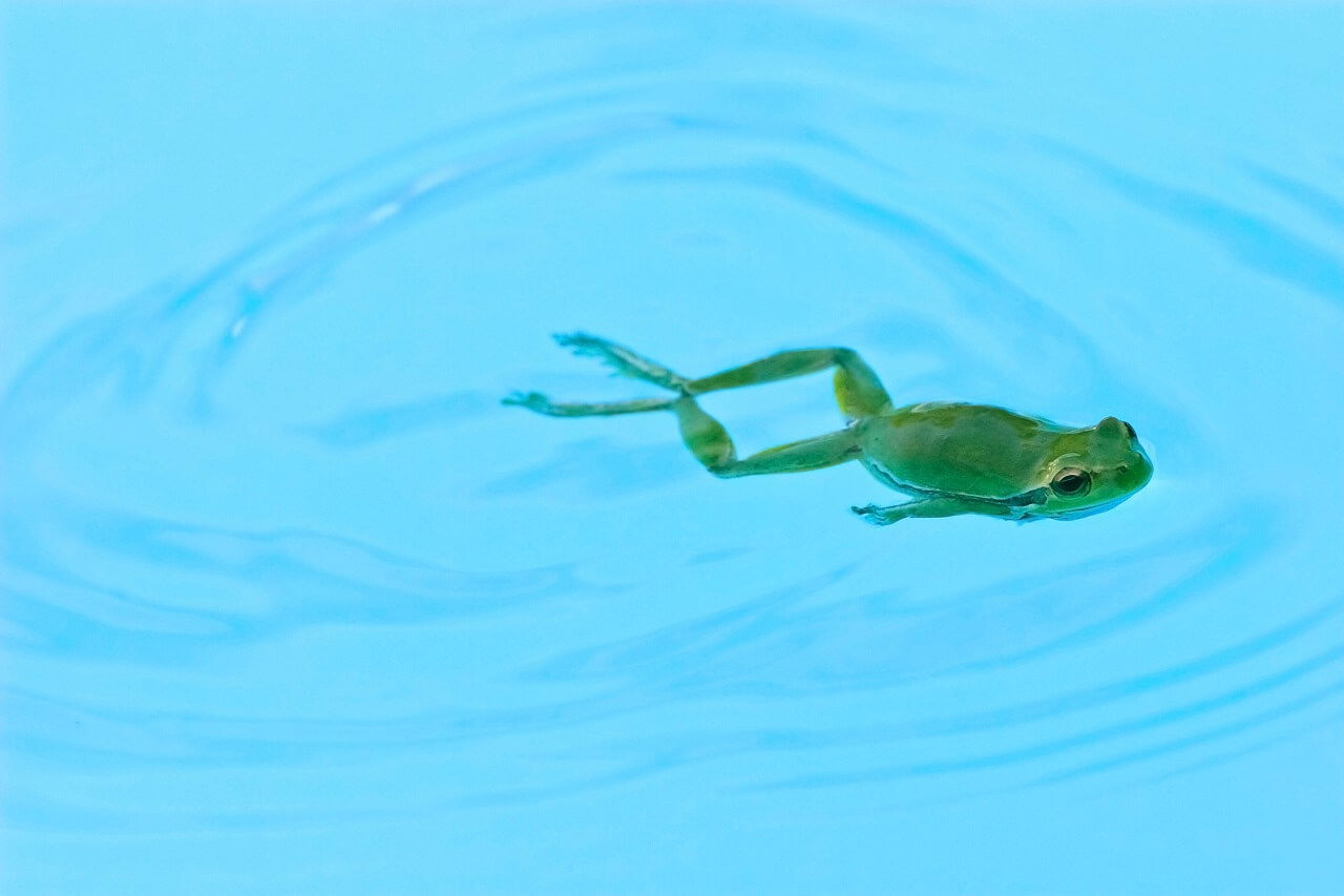 Frosch im Pool Frosch im Pool